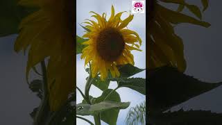 Strawberry Blonde Sunflower or Mammoth Russian Sunflower [upl. by Quirita]