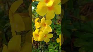 Allamanda cathartica  Family Apocyanaceae plantscience4u [upl. by Aihsema]