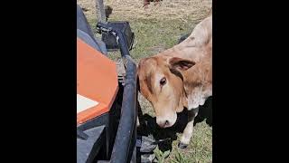 calves scratching funnyanimals farmanimals farmlife [upl. by Janenna848]