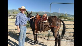 Custom Saddles for Mules  Introduction Video by Joseph Gee Saddlery [upl. by Karlik]