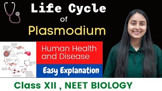 Life Cycle of Plasmodium  Malaria Parasite  CLASS XII  NEET [upl. by Morie]