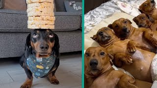 The Funniest Dachshund Moments 2023  A Hilarious Compilation for Sausage Dog Lovers FurryTails [upl. by Azile]