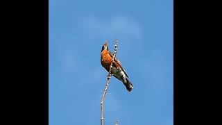 American Robin Whistling Sound  Alarm Call  Bird Calls and Sounds  shorts [upl. by Initirb995]