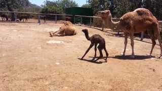 Baby Camel First Steps [upl. by Nirraj]