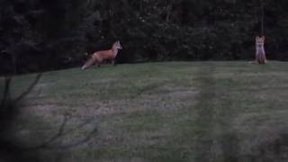 Red Fox Barking [upl. by Ludeman467]