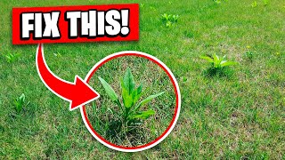 Weed Killer that Kills Weeds Fast Without Killing Grass [upl. by Ahsiam]