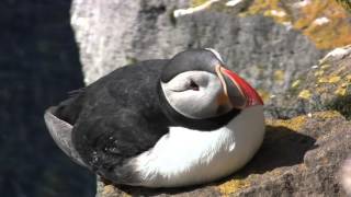 PUFFINS  Látrabjarg  Iceland [upl. by Ojytteb]