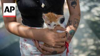 Cubans leave their pets behind as they migrate in record numbers [upl. by Reprah]