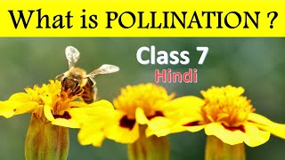 What Is Pollination  POLLINATION  Pollination in plants class 7 in Hindi [upl. by Lewak871]