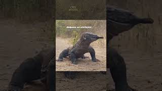 YAVRU KEÇİYİ ÇİĞNEMEDEN YUTAN KOMODO EJDERİ belgesel komodoejderi [upl. by Yorker]