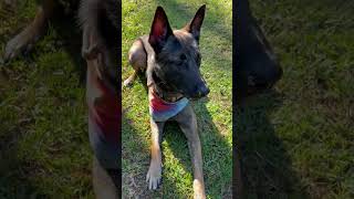 Video of adoptable pet named Fortinbras  GA [upl. by Aleen]