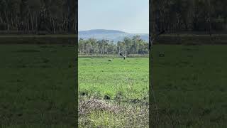 Brolga dance birds nature [upl. by Scotney283]