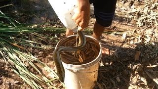 Comment Anguille piège Incroyable Attraper des Anguilles À Battambang Anguilles au Cambodge par pail [upl. by Latsyrhc126]