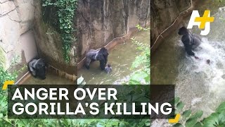 Gorilla Killed After 4YearOld Falls Into Enclosure [upl. by Ajnat]