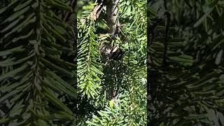 Mormon Cricket Chirping  Wallowa Mountains Oregon [upl. by Namzzaj]