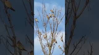 Waxwings birds birdwatching wildlife nature [upl. by Eimak]