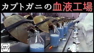 【カブトガニ】青い血液 quot250万円quot 人類にとって「重要な理由」徹底解説 LAL試薬とは カブトガニは「年間50万匹」が捕獲⇨採血後の海で15％30％が命を落とす、という。 [upl. by Shuman]