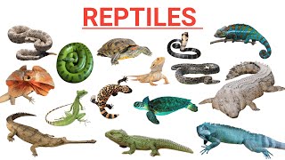 Reptiles  Interesting Facts About Some Famous Reptiles [upl. by Rehtul]