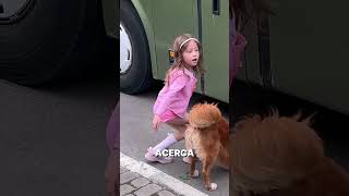 Un perro salva a los gatitos de debajo del autobús 🐶❤️ [upl. by Nace625]