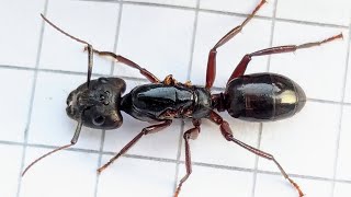 Camponotus rufifemur obscurus Philippines 28102024 [upl. by Acinoev132]