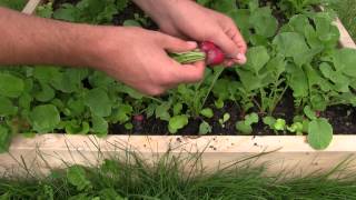 1st Radish Harvest of The Year [upl. by Fish]