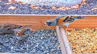 Rare sighting Brambling Fringilla montifringilla  Recke Germany  Nov 02 2020 [upl. by Luehrmann974]