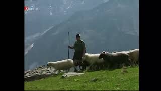 Bergschafe in den Hohen Tauern  Von Schafbauern und Hirten in den Alpen [upl. by Einapets]