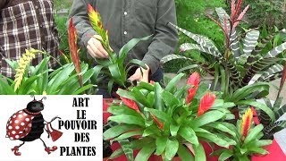 Conseils jardinage Vriesea Entretien et arrosage Plante verte d’intérieur [upl. by Whittemore]