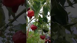 Poblano peppers youtubeshorts short farming food home viral kitchen diy [upl. by Lona964]