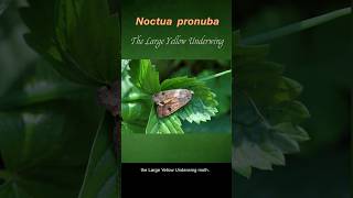 The Large Yellow Underwing Moth [upl. by Bond]