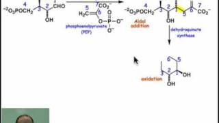 Stepping through the Shikimate Pathway I [upl. by Phox380]