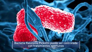 Bacteria Ralstonia Pickettii puede ser controlada con tratamientos oportunos [upl. by Madriene113]