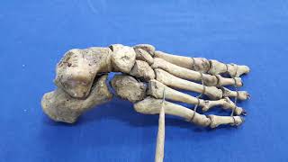 Articulated foot Skeleton of foot [upl. by Millicent]