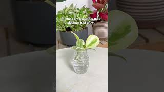 The easiest propagation hack to help your cuttings root faster propagation houseplants [upl. by Hagile]