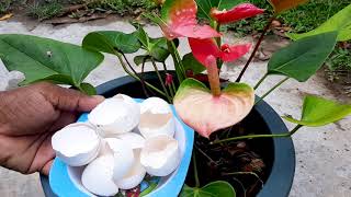 Anthurium Plant Care [upl. by Ahtaga513]