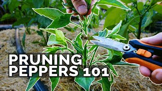 Pruning Pepper Plants 101 Is It Even Necessary [upl. by Sirtemed]