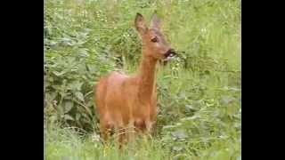 Günter Goldmann Der Erfolg der Rehe German [upl. by Erusaert]