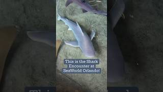 Experience the SHARK ENCOUNTER at seaworldorlando seaworld marinelife stingray aquariumfun [upl. by Eidissac796]