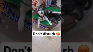 Dangerous Husky Mother protecting puppy husky dog rottweiler husky trendingsongs shorts viral [upl. by Haleigh]