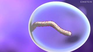 How Ebola Virus Infects a Cell [upl. by Flodur]