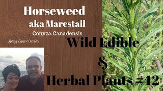 Marestail Wild Edible and Herbal Plant 42 [upl. by Laureen]