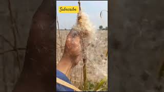 TANAMAN UNIK EKOR KUCING AKA TYPHA LATIFOLIA uniquetanamanhiasfypyoutubeviralvideocattail [upl. by Garda]