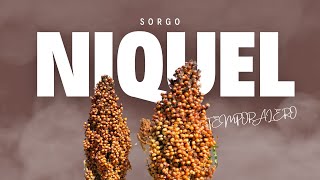 SORGO NIQUEL No hay mas para el temporal Semilla de ASGROW [upl. by Livi]