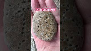 Exposing 400 MILLION YEAR OLD FOSSIL 😳😱🔥 [upl. by Faux]