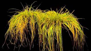 Sporobolus Stapfianus A Resurrection Grass [upl. by Akila]