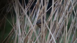 Bluethroat Blauwborst Munnikenpolder The Netherlands Luuk Punt 240318 1 [upl. by Alik]