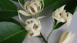 MICHELIA ALBA  Grafted PAK LAN Magnolia x alba [upl. by Aicital]