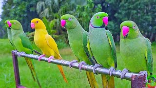 Amazing Ringneck Parrot Natural Sounds [upl. by Sotos]