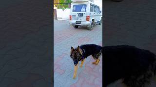 Jarman safed dog😱🔥 shorts bolero shortvideos shortsfeed youtubeshorts [upl. by Mays]