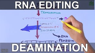 RNA Editing Process [upl. by Nigen]